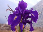 Iris latifolia